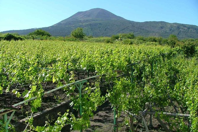 Private Tour: Pompeii & Wine Tasting at the Slopes of Mt Vesuvius - What you will taste at the vineyard
