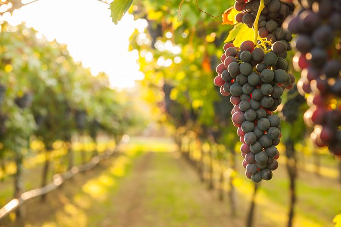 Private Tour: Pompeii & Wine Tasting at the Slopes of Mt Vesuvius - Entering Pompeii with about two hours of guidance