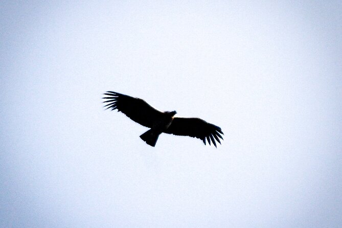 Private Tour to spotting condors at Antisana volcano all included - Key points to know before you book