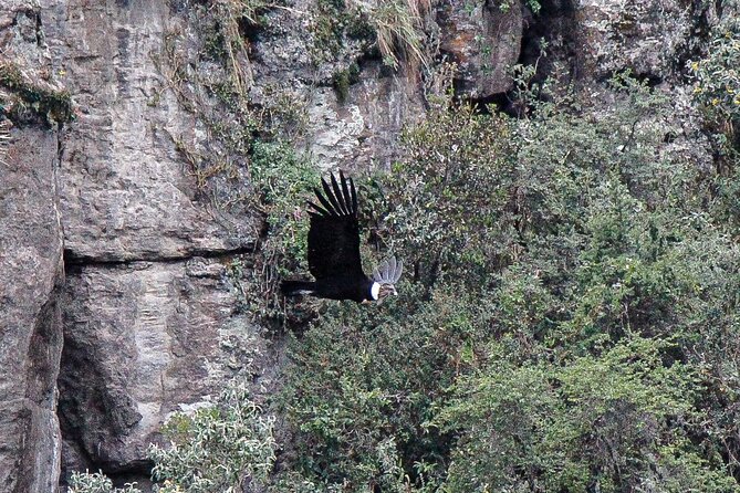 Private Tour to spotting condors at Antisana volcano all included - The 5:30 a.m. departure from Quito