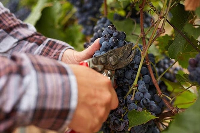 Private visit to the cellars of Etna with wine tasting - Leaving Catania between 9:30 and 10:00