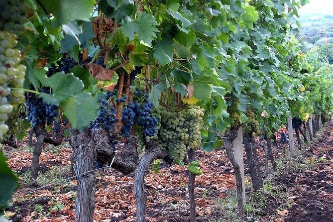 Private visit to the cellars of Etna with wine tasting - Guides Roberto and Dan set the tone