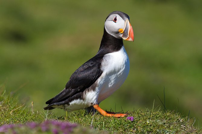 Puffin and Volcano Tour with Ebbi - Key reasons this Heimaey tour earns attention