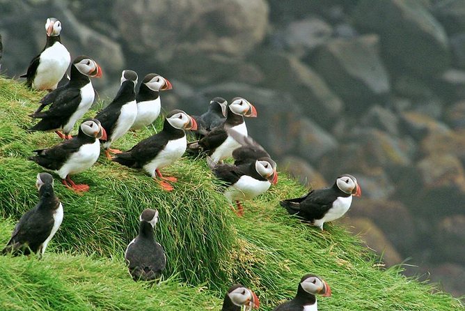 Puffin and Volcano Tour with Ebbi - Elephant Rock is a quick but memorable sight