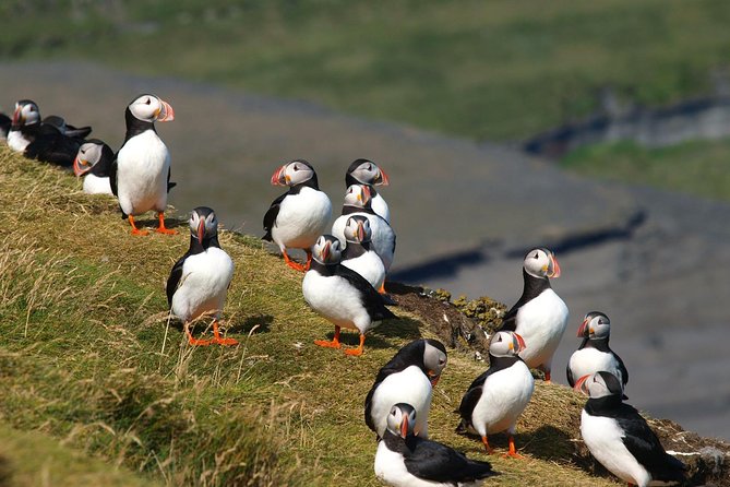 Puffin and Volcano Tour with Ebbi - Eldfell puts the 1973 eruption under your feet