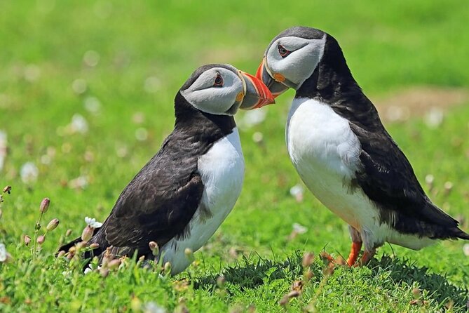 Puffin and Volcano Tour with Ebbi - Ebbi is the reason the tour feels personal