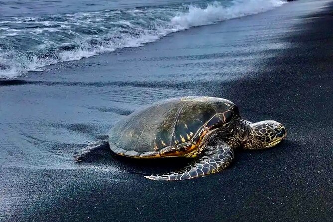 Punalu’u Black Sand Beach Tour - Volcanoes National Park & Hilo - Hawaiʻi Volcanoes National Park in two focused hours
