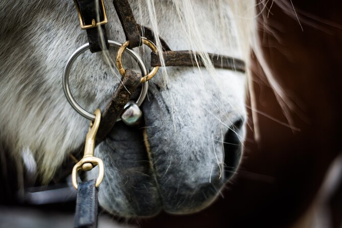 Red Lava Horse Riding Tour From Reykjavik - Why Icelandic horses make this ride special