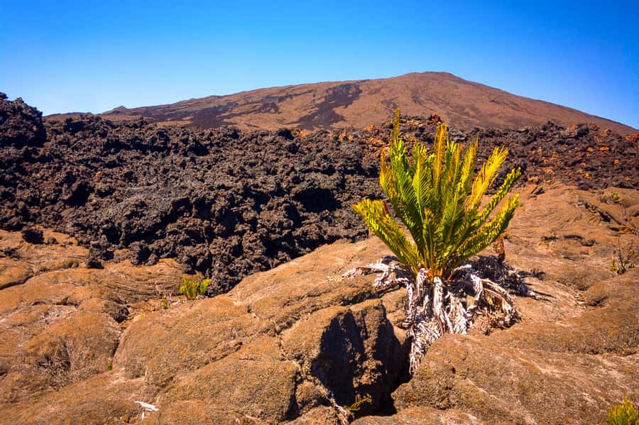 Réunion: Piton de la Fournaise Guided Volcano Hike - Climbing toward the Dolomieu Crater