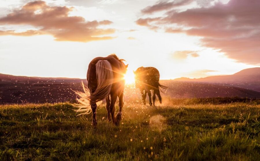 Reykjavik: Golden Circle, Tomato Farm and Kerið Crater Tour - Öxarárfoss and the value of a short stop