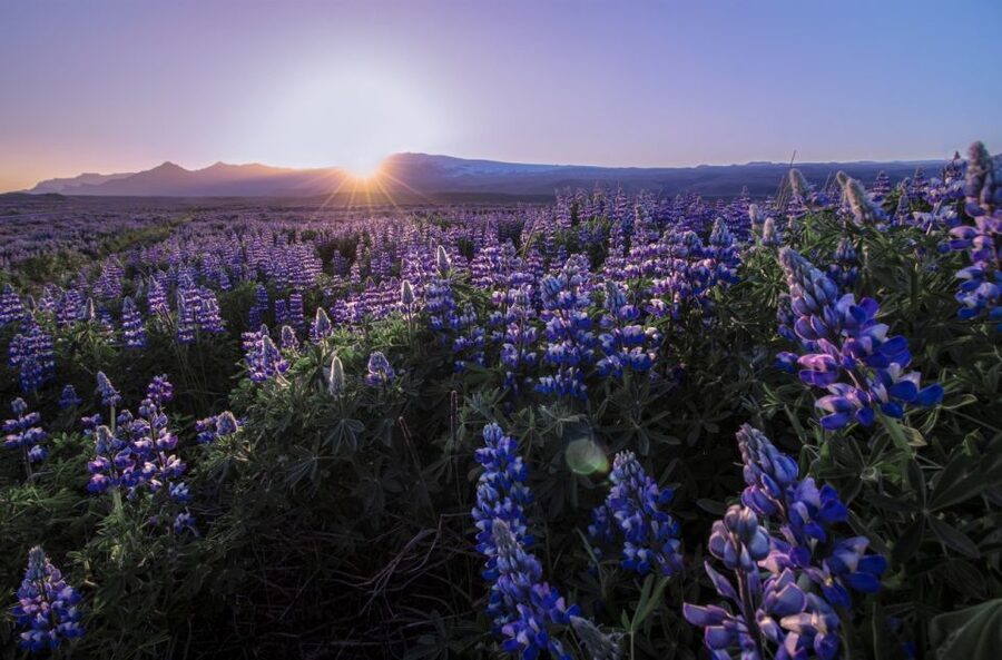 Reykjavik: Golden Circle, Tomato Farm and Kerið Crater Tour - Geysir and Strokkur, Iceland’s reliable eruption