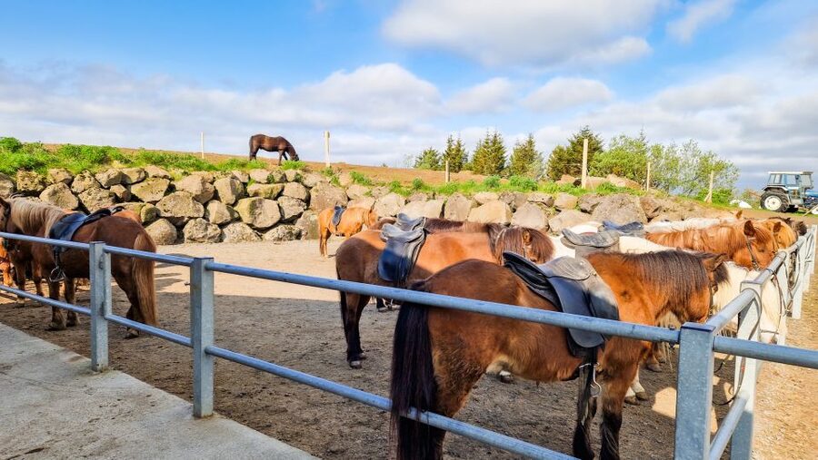 Reykjavik: Red Lava Horse Riding Tour - What the guides do well