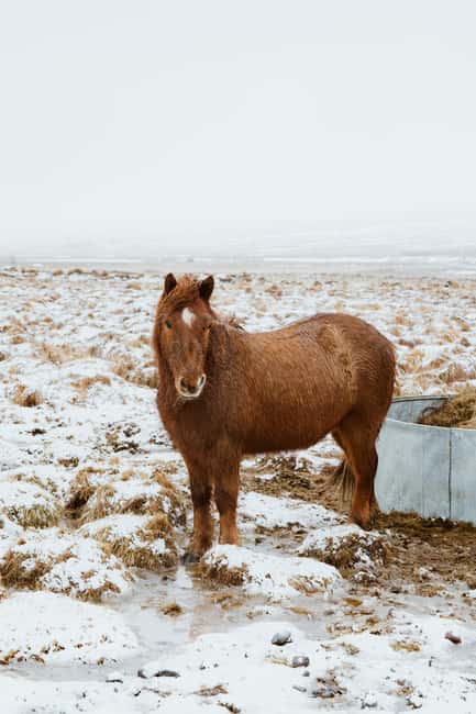 Reykjavik: Silver Circle + Ice Tunnel, Baths, or Lava Cave - Key points to know before booking