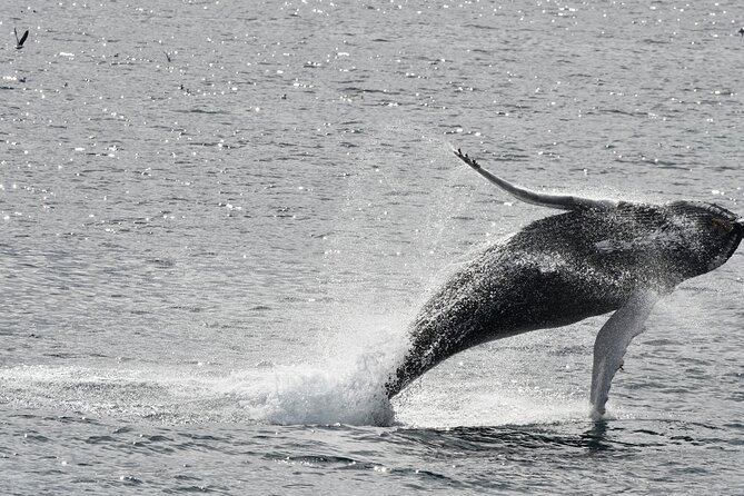 Reykjavik Whale Watching and Lava Show - Key points to know before you book