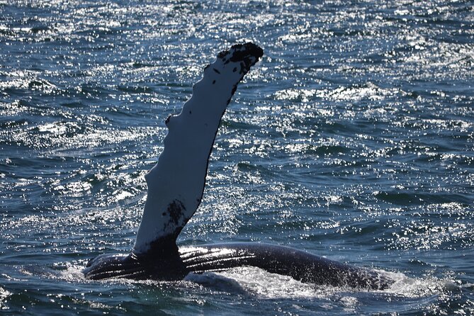 Reykjavik Whale Watching and Lava Show - Setting out from Geirsgata 11