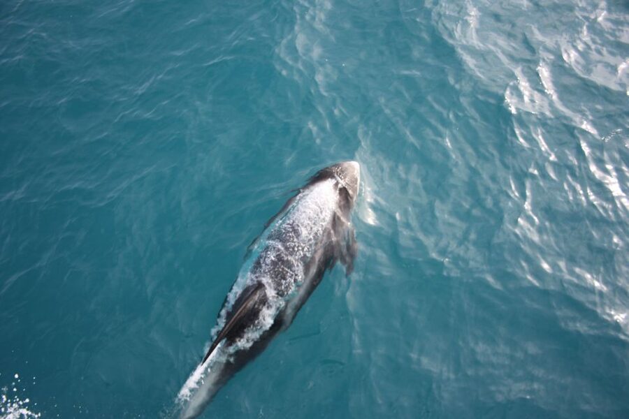 Reykjavik: Whale Watching in Faxaflói Bay & Live Lava Show - Two very different sides of Iceland in 4.5 hours