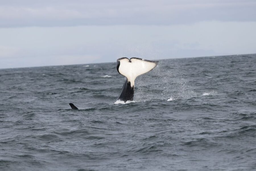 Reykjavik: Whale Watching in Faxaflói Bay & Live Lava Show - Searching Faxaflói Bay for whales