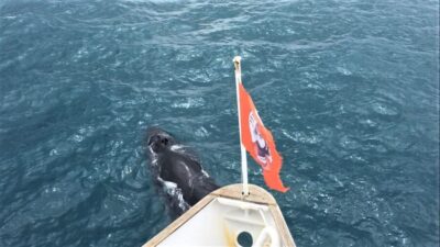 Whale Watching in Faxaflói Bay & Live Lava Show