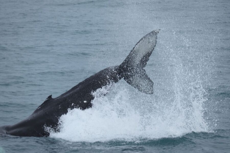 Reykjavik: Whale Watching in Faxaflói Bay & Live Lava Show - The one-hour gap between the activities