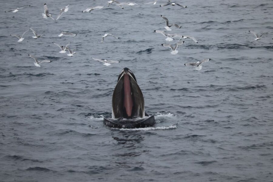 Reykjavik: Whale Watching in Faxaflói Bay & Live Lava Show - Final call: book it if you want contrast