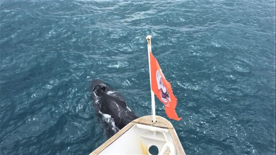 Reykjavik: Whale Watching in Faxaflói Bay & Live Lava Show - Meeting the boat at Geirsgata 11