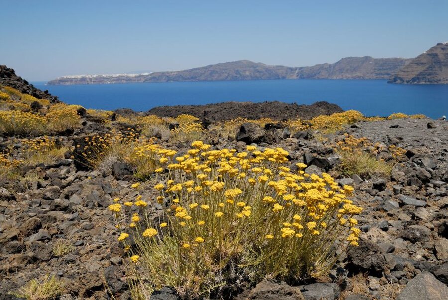Santorini: Thirassia Islands and Volcano Guided Cruise - Two hours on Thirassia Island