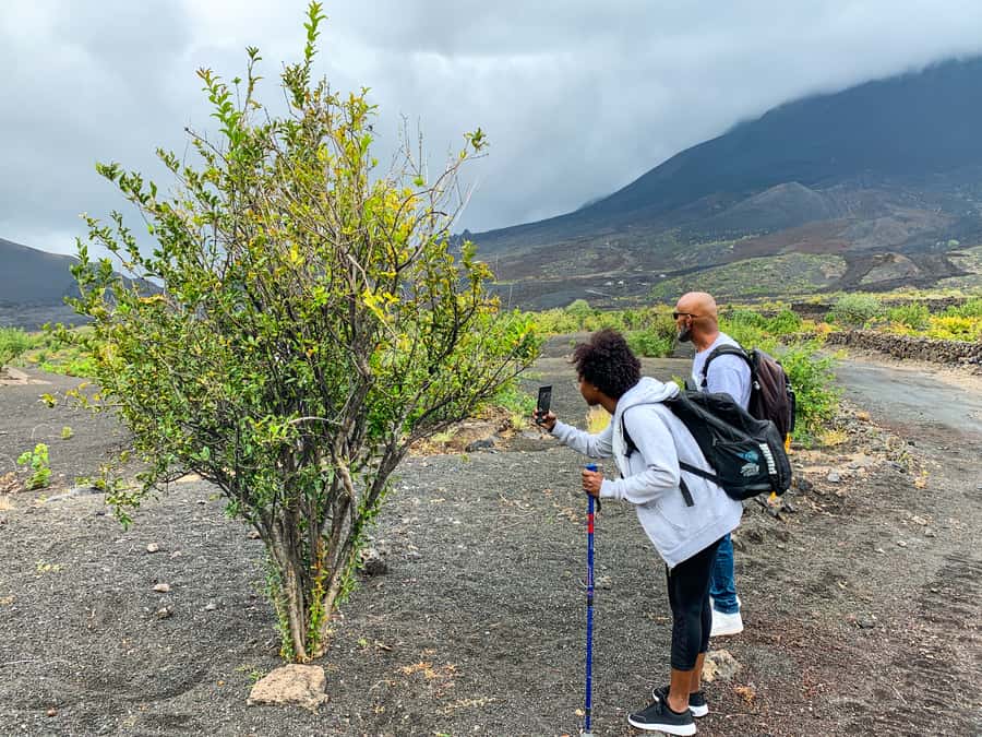 São Filipe: Fogo Volcano with Wine and Cheese Tasting - Who should book this Fogo volcano tour?