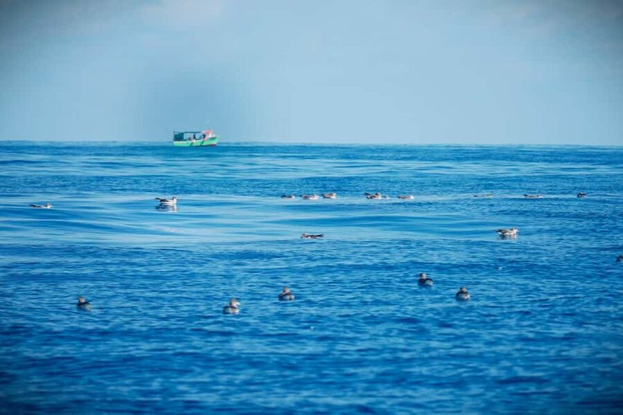 São Miguel: Boat Tour – Volcanic Wonders, Caves & History - Who Will Enjoy This Boat Trip Most