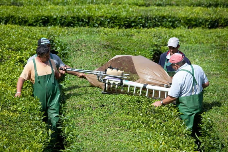 São Miguel: Furnas Volcano & Tea Plantation Tour with Lunch - Terra Nostra combines gardens and a hot bath