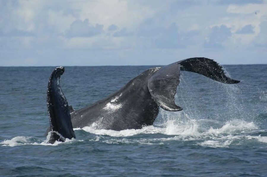 São Miguel: Whales & Volcano Full-Day Tour with Lunch - Key points to know before booking