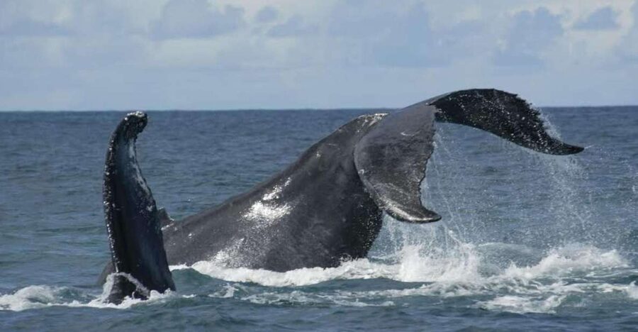 São Miguel: Whales & Volcano Full-Day Tour with Lunch - Three hours searching for whales and dolphins