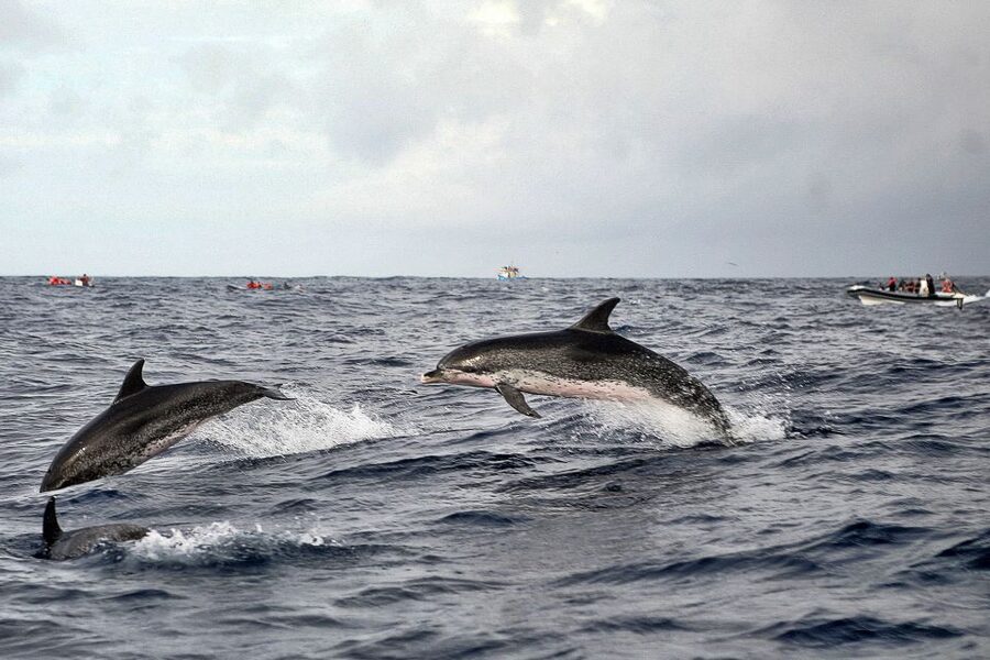 São Miguel: Whales & Volcano Full-Day Tour with Lunch - Extra stops and the guide factor