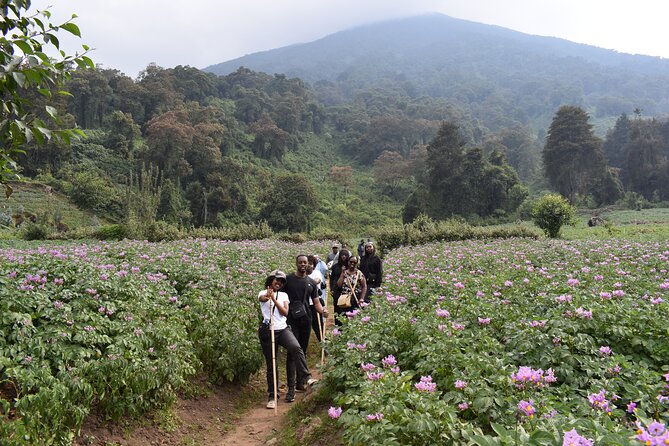 Scenic walk around volcanoes - What the $90 Price Really Buys