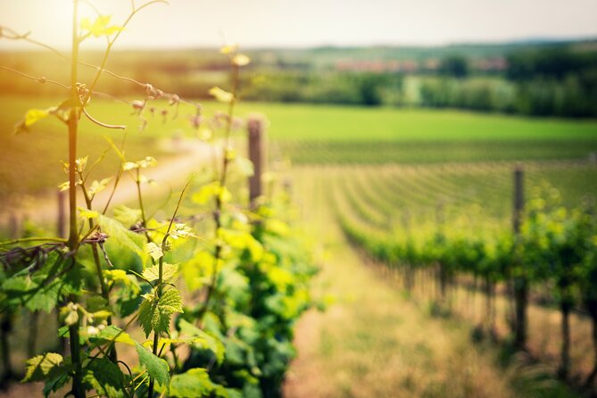 Scenic Wine Tasting & Lunch on the Slopes of Vesuvius from Naples - A Campanian lunch with wine at every stage