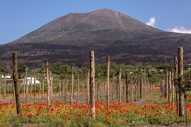 Scenic Wine Tasting & Lunch on the Slopes of Vesuvius from Naples - The views are part of the value