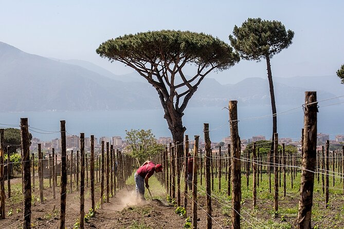 Scenic Wine Tasting & Lunch on the Slopes of Vesuvius from Naples - Is $108.84 a fair price?