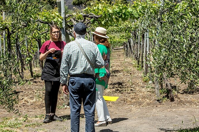 Scenic Wine Tasting & Lunch on the Slopes of Vesuvius from Naples - Who should book this Vesuvius wine outing?