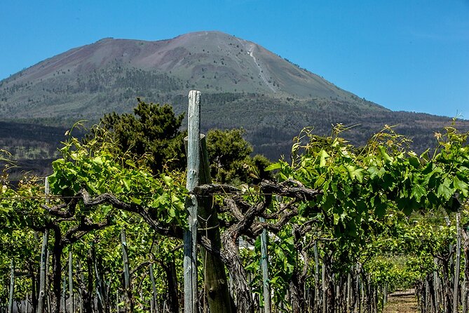 Scenic Wine Tasting & Lunch on the Slopes of Vesuvius from Naples - Walking the vineyard soil of Vesuvius