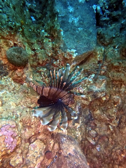 Scuba Diving in the Volcanic Caldera/shorelines of Santorini - Two underwater sessions, with room for volcanic variety