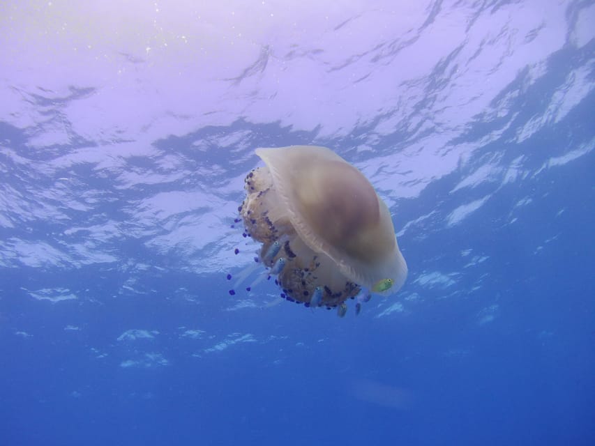 Scuba Diving in the Volcanic Caldera/shorelines of Santorini - Safety comes before scenery