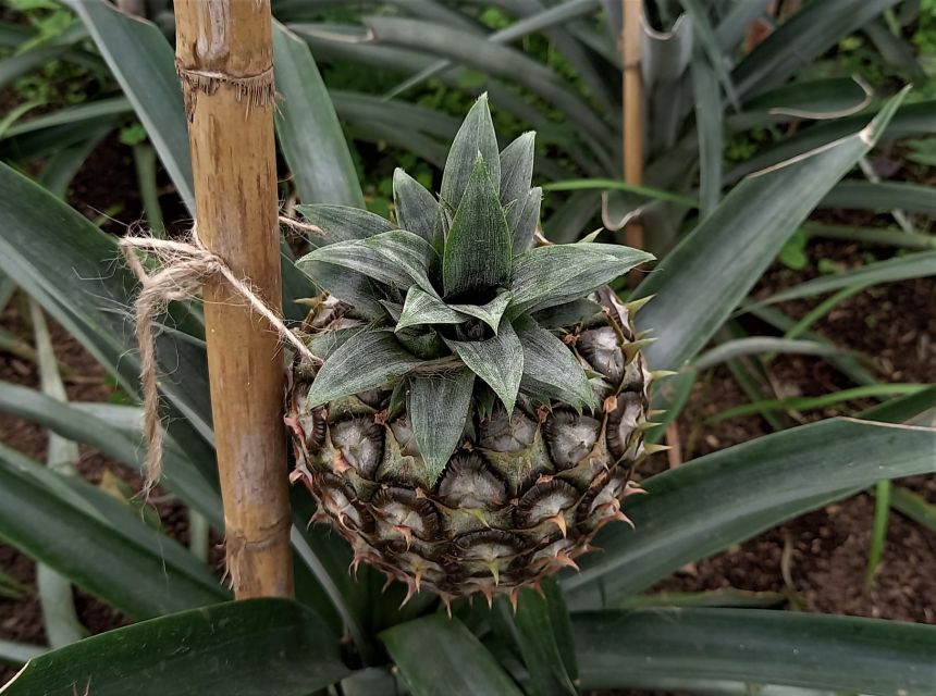 Sete Cidades & Lagoa do Fogo: Crater Lakes Adventure Tour - The pineapple stop and the practical lunch choice