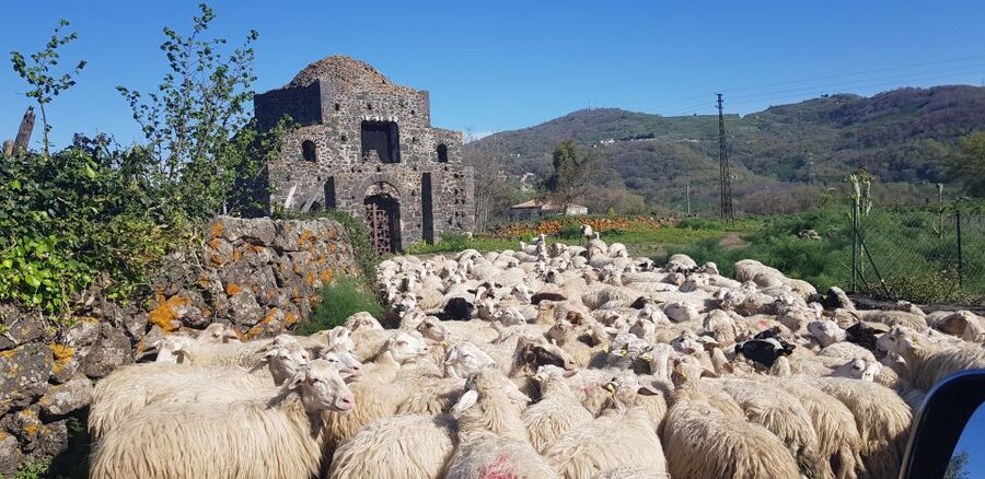 Sicily: Mount Etna 4x4 Jeep Tour with Lava Caves & Forests - Price, pacing, and practical tradeoffs