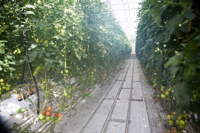 Small Group Golden Circle with Kerid Crater & Tomato Farm Visit - Price, transport, and the value of the day