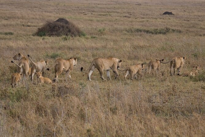 Small Group Serengeti and Ngorongoro Crater Adventure Safari - Day 3: Sunrise wildlife, central Serengeti, and the move toward Ngorongoro