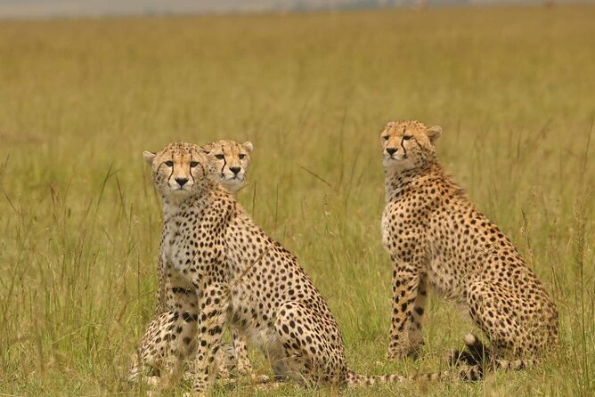 Small Group Serengeti and Ngorongoro Crater Adventure Safari - The vehicle, guide, and small-group setup