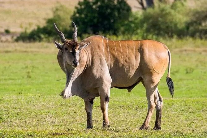 Small Group Serengeti and Ngorongoro Crater Adventure Safari - Who should book this safari?