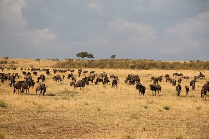Small Group Serengeti and Ngorongoro Crater Adventure Safari - Day 2: The long road to Serengeti