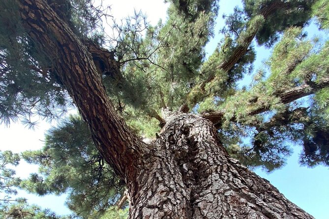 Small Group Teide National Park Volcanic and Forest Wonders - Roques de Garcia is the heart of the outing