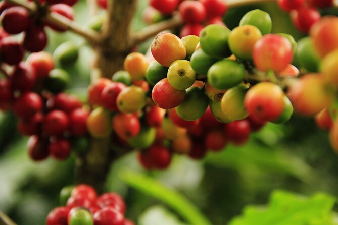 Super Combo Tour: Waterfalls Gardens + Coffee Tour + Poás Volcano - What the guides add to a packed day