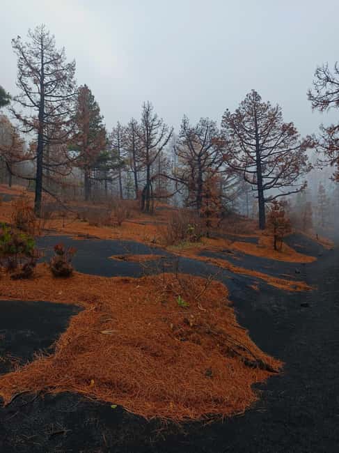 Tajogaite Volcano and Cueva de las Palomas: a geological tour. - The human cost behind the black ash